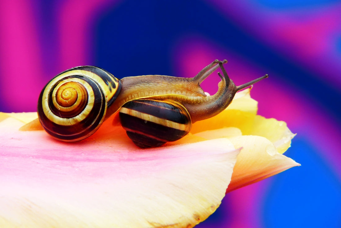 yellow and brown snail on yellow petaled flower