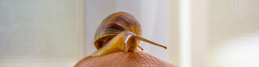 brown snail